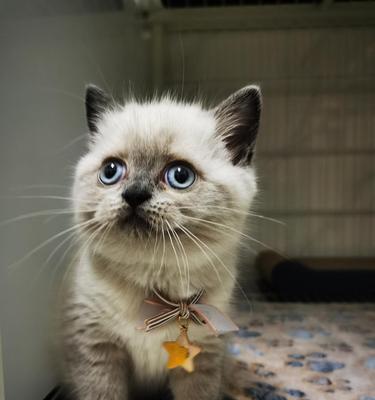 重点色短毛猫的饲养方法（打造舒适的猫咪生活空间，重视饮食和健康）