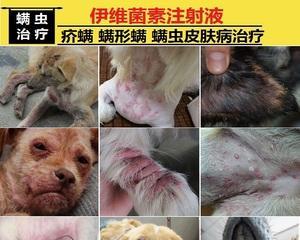 治疗沙皮犬螨虫病的详细指南