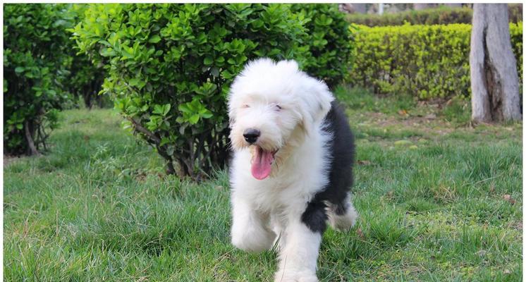 以古牧犬，智商爆表的宠物选择（探究以古牧犬聪明的背后，了解这个狗狗的特质）