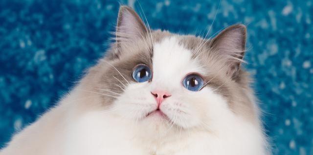 选择小猫咪养为宠物的好处（为什么应该选择小猫咪？—探讨养猫的优势）