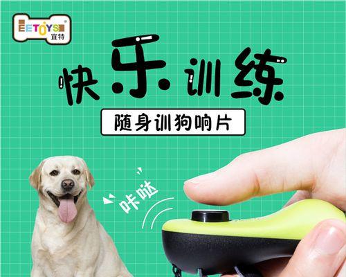 如何让泰迪站立训练更有效（从宠物养成到健康管理的全方位指南）