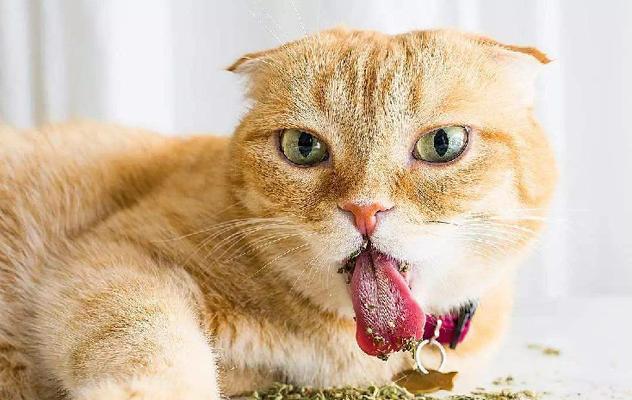 小猫来新家不吃东西？教你应对宠物饮食问题！（遇到这种情况如何解决？提供实用建议！）