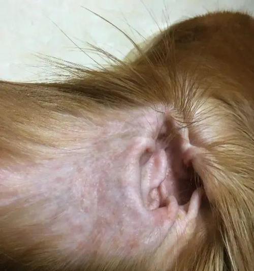 狗狗过敏的症状（宠物过敏症状图片大全，如何分辨狗狗过敏）