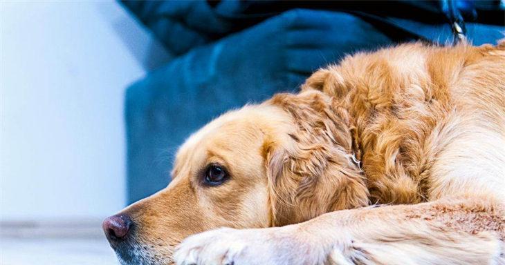 如何让你的金毛犬恢复活力（解决金毛犬没精神问题的有效方法）