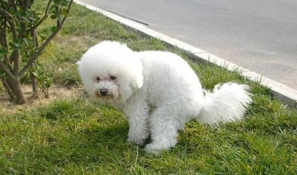 比熊犬训练秘籍（从宠物到好帮手，用这些方法让你的比熊犬成为最优秀的伙伴）