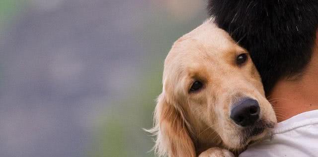 爱犬要警惕！二手烟增加患癌风险（毒烟的侵袭，让宠物躲无可躲）