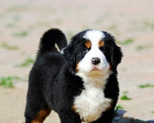 爱宠美容，以伯恩山犬的卫生与美容（犬儿清洁，主人爱护，以伯恩山犬的美容诀窍）