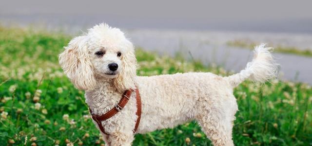贵宾犬洗澡注意事项（五个必须知道的小常识）