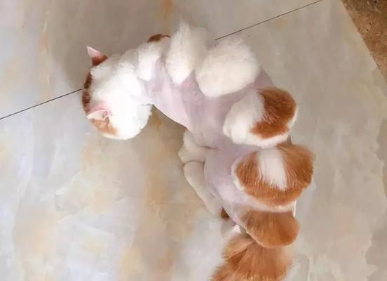 不要轻易给宠物猫咪剃毛！（以猫咪剃毛的坏处有哪些？）