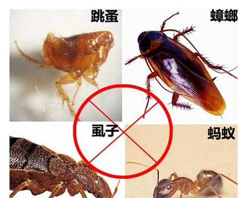 如何处理贵宾犬身上的跳蚤、虱子（让宠物远离跳蚤、虱子的方法）