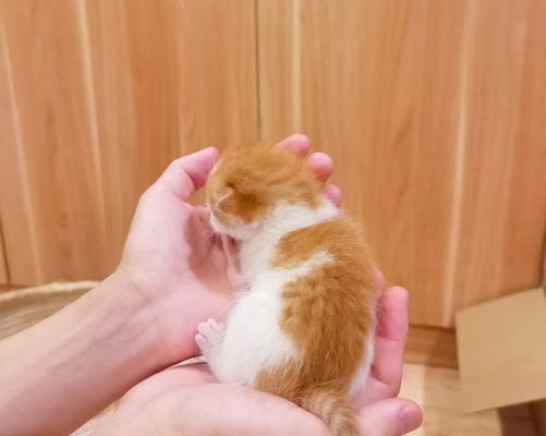 如何应对小奶猫一直叫的问题（探索宠物行为心理，帮助主人解决小猫叫闹难题）