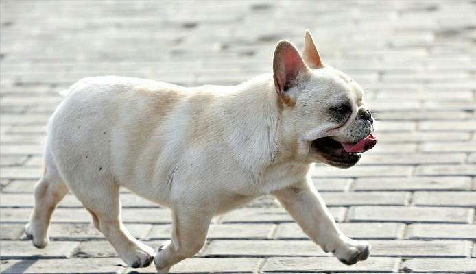 如何训练法国斗牛犬成为理想宠物（掌握训练技巧，让法斗成为最好的伙伴）