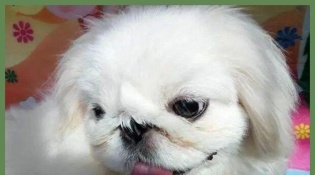 巴哥犬眼部护理指南（打造明亮清晰的宠物眼睛，让巴哥犬远离眼部疾病）