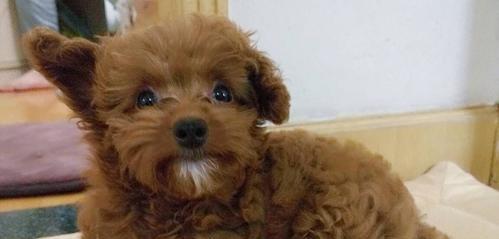 泰迪狗能否吃板栗？（以宠物为主，探究泰迪狗是否适合食用板栗）