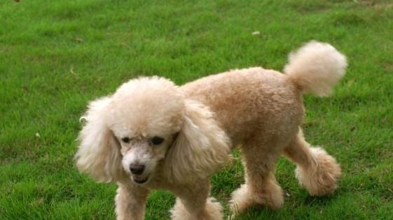 贵宾犬感冒了！你知道应该怎么办吗？（狗狗感冒症状及应对措施）