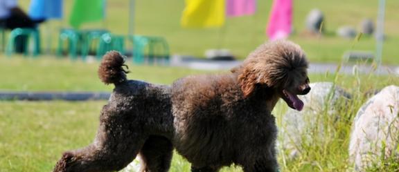 贵宾犬乱叫，如何正确应对？（宠物主人必看，教你有效解决贵宾犬乱叫问题！）