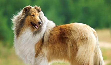 如何保持苏格兰牧羊犬的健康（以宠物为主，关注营养与锻炼）