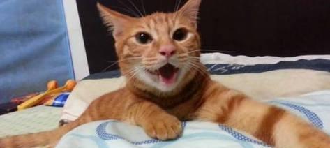 小猫为何会张嘴喘气？肚子抽搐是什么症状？（了解宠物呼吸系统的重要性）