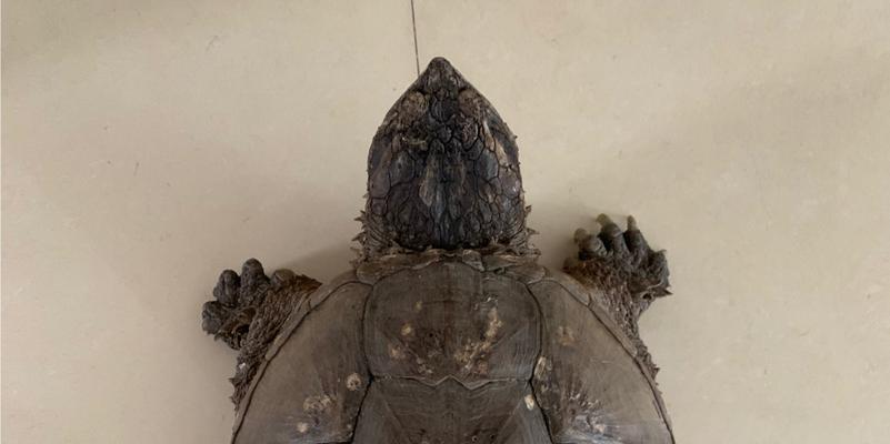 中美拟鳄龟的饲养方法（打造专业的拟鳄龟宠物家庭）