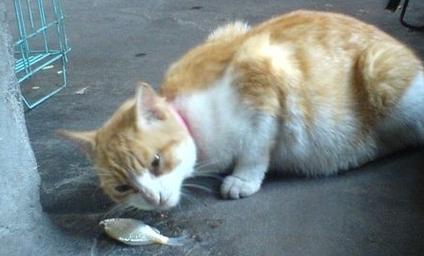 猫咪每天吃鱼好不好（以宠物为主，探究猫咪的饮食需求）