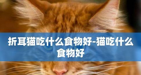 小心！猫咪不能吃的食物大揭秘（教你如何正确喂养爱宠猫咪）