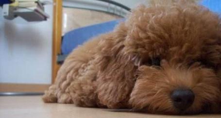贵宾犬为何不高兴主人抚摸别的狗狗？（探究贵宾犬对主人行为的情感反应）