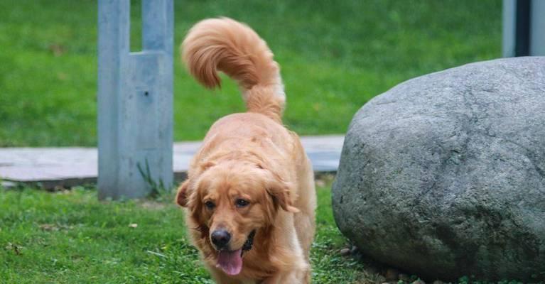 如何养护一个月龄的金毛犬（从宠物到家庭成员，打造健康快乐的金毛犬生活）