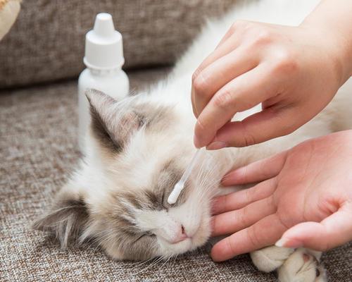 如何做好猫咪的清洁护理健康（宠物主人必读的猫咪护理指南）