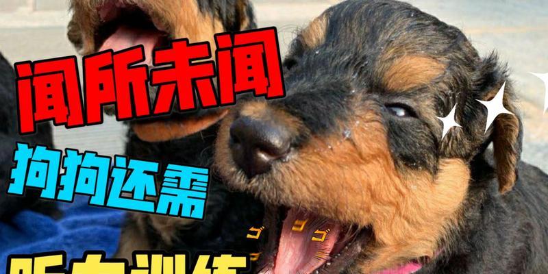 主题：以万能梗训练方法，打造与宠物的默契