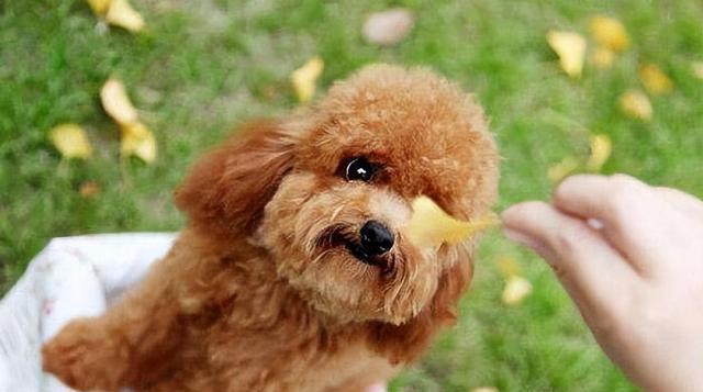 贵宾犬拔耳毛疼痛的风险及如何缓解（细节决定一切，专业护理让宠物更舒适）