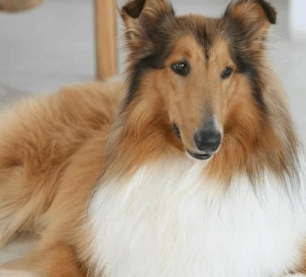 苏格兰牧羊犬常见疾病的预防与治疗（以宠物为主，关注健康；预防胜于治疗，及时护理是关键）