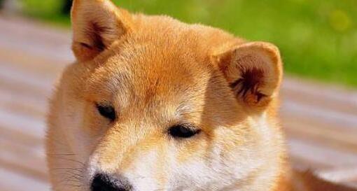 秋田犬的追踪训练（如何让你的宠物成为一名出色的追踪犬）