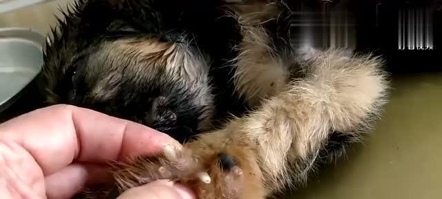 狗狗驱完虫为什么还一直挠？（探究狗狗驱虫后挠痒的原因以及解决方法）