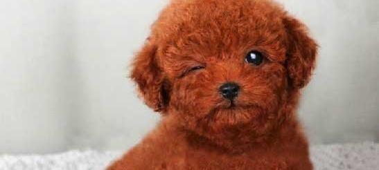 泰迪犬颜色价值悬殊，哪种颜色最贵？（从宠物市场、稀缺度、外观特征等角度，剖析泰迪犬颜色价值差异。）