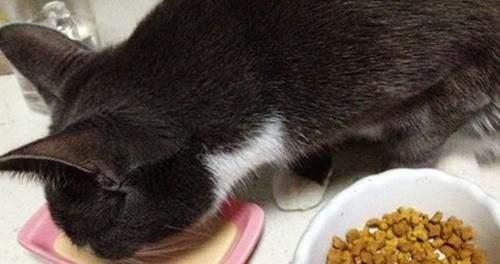如何帮助宠物小猫缓解拉肚子的症状（宠物小猫拉肚子的原因分析及解决方案）