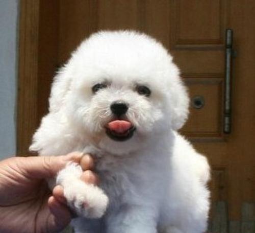 让比熊幼犬适应新家的方法（从宠物角度出发，为你的新家增添一份温馨）