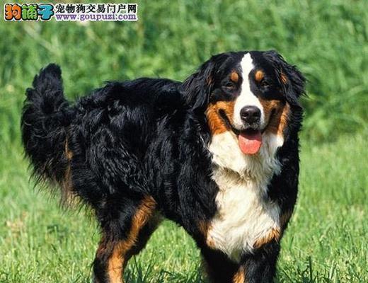 以伯恩山犬基础美容，让你的宠物更健康