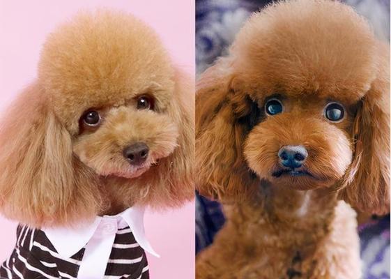 贵宾犬的饮食搭配很重要（为了宠物健康，你需要知道的15个饮食搭配技巧）