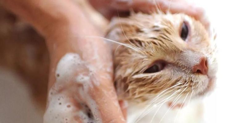 小猫的洗澡指南（如何正确给你的宠物小猫洗澡？）