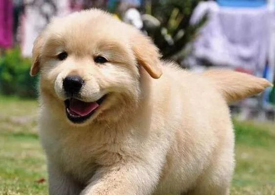 如何照顾离乳期的幼犬（宠物爱好者必知的狗狗养护方法）