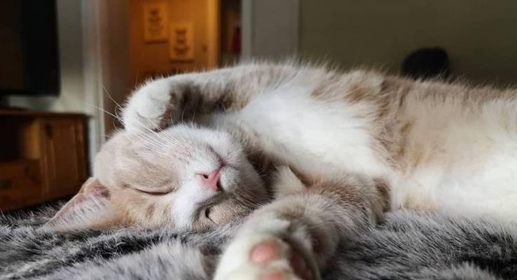 小猫不能惯着！（为什么不能老摸？）