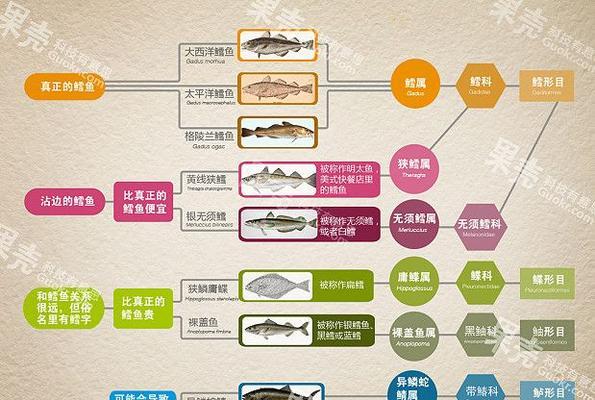 琥珀仓鼠的全面饲养指南（从喂食到健康，让你的宠物快乐生活）