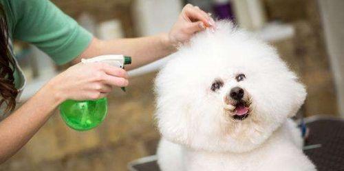 如何为宠物狗进行完美美容护理（从头到脚，呵护你的爱犬）