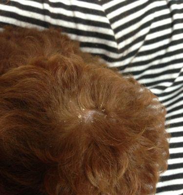 如何有效清除狗狗皮屑？（掌握这些方法，让你的爱宠免受皮屑困扰！）