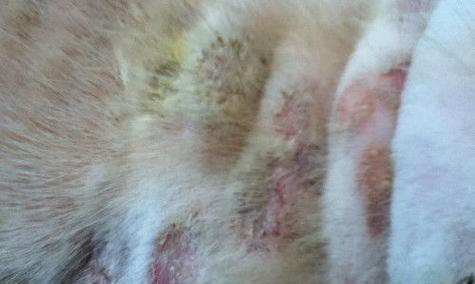 犬疥螨的治疗方法（宠物犬身上的疥癣症状及如何治疗）