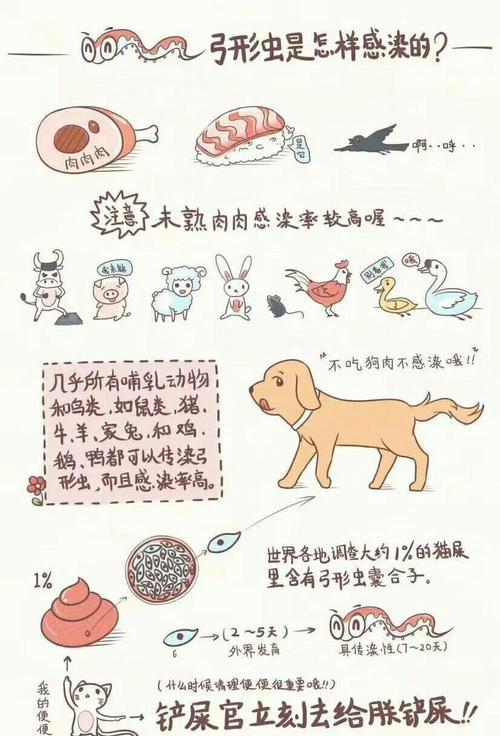 如何让宠物哈士奇不晕车（小经验分享，让旅途更舒适）
