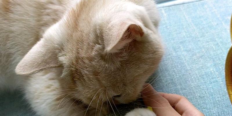 宠物小猫咪的猫薄荷体验（让爱猫爱上猫薄荷的秘密）