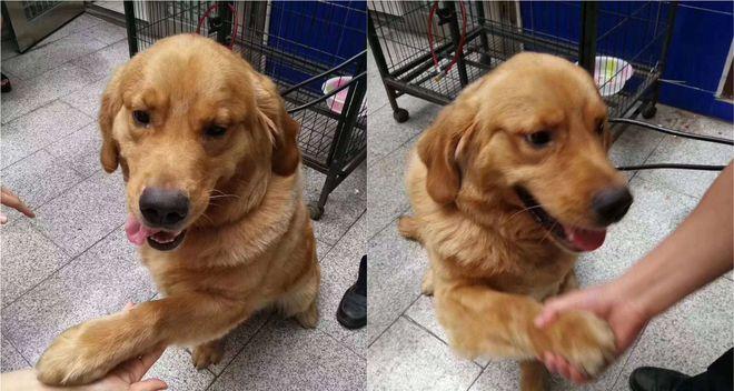 如何训练金毛犬握手（为您的金毛犬增加一项技能吧！）