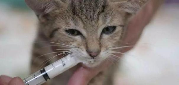 小心！宠物猫不能吃的食物大揭秘（不要随便喂！15种危害宠物猫健康的食物）