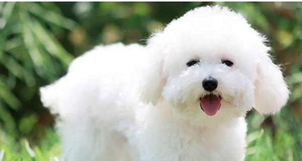 比熊犬不同年龄阶段的饲养指南（从幼犬到老年犬，如何科学喂养）